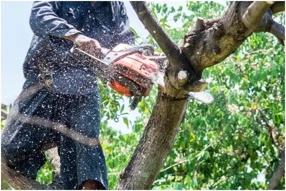 tree services Mauriceville